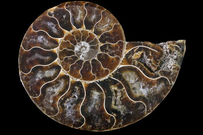 Cut & Polished Ammonite Fossil (Half) - Agate Replaced #146204